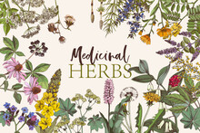 Hand Drawn Background Of Medicinal Herbs