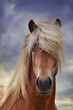 Portrait of a beautiful Icelandic stallion, flaxen chestnut.