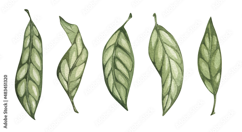 Watercolor green leaves. Isolated on white background. Hand drawn ...