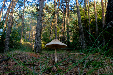 Macrolepiota Procera in a forest in the Spanish Pyrennees