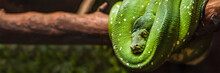 Green Python Snake On A Branch With Green Leaves. A Green Python Hangs On A Branch Of An Old Tree.