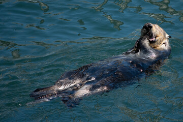 Sticker - A photo of a seal swimming