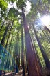 Hohe Redwood Bäume 