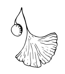 a leaf with a berry of the medicinal tree ginkgo biloba. a hand-drawn sketch in the style of ginkgo biloba leaves and berries of an isolated black contour pattern on white for a packaging design templ