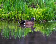 A View Of A Blue-winged Teal Duck Swimming In A Clear Calm Water Against A Green Plants With Ref