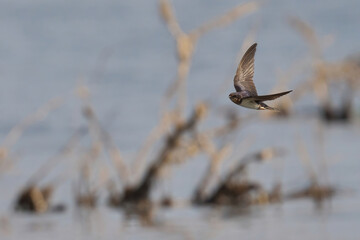 Wall Mural - A swallow bird at a pond