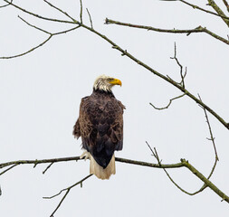 Canvas Print - A back shot of a bald eagle perched on a tree branch against a cloudy sky