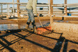 a man cleans the floor of a livestock farm with a shovel and wellington boots.