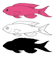 Wall Mural - Vector set of Pseudanthias fish in pink color. Sea bass Pseudanthias fish hand-drawn in sketch style isolated black outline and silhouette, one white background for a design template. fish illustratio