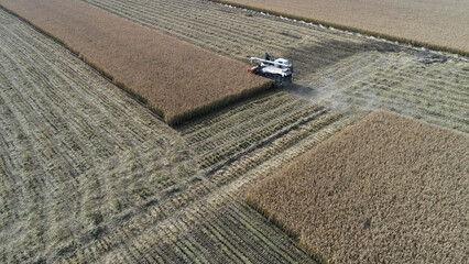 Poster - Farmers use harvesters to harvest rice in North China