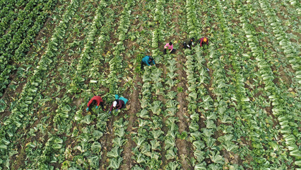 Poster - Farmers harvest Chinese cabbage in the fields, North China