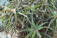 Aloiampelos Striatula, Formerly Aloe Striatula, The Hardy Aloe Or Striped-stemmed Aloe, Is A Sturdy Succulent Plant.