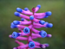 Match Stick Bromeliad Pink-purple Plant Colombia Flowers ,Gamosepala Aechmea Bromeliad ,wall Mural Neon Flower ,tall Spikes Of Pink And Blue Flowers And Lush Green Leaves ,Blue Bottle Brush Shaped 