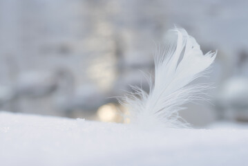  白鳥の羽 / Swans feather