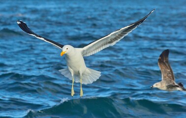 Wall Mural - Flying Kelp gull (Larus dominicanus), also known as the Dominican gull and Black Backed Kelp Gull. False Bay, South Africa