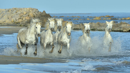 Wall Mural - Herd of White Camargue Horses running on the water .