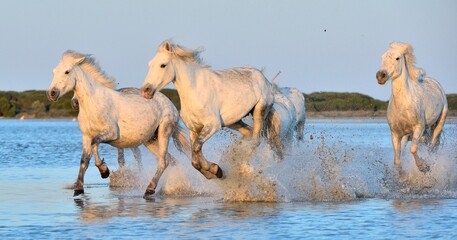 Wall Mural - Herd of White Camargue Horses running on the water .