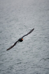 Poster - A closeup of a seagull