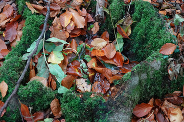 Sticker - A closeup shot of autumn trees and mossy rocks on a forest floor