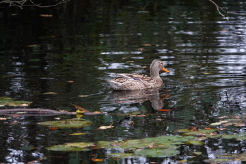 Canvas Print - A small brown mallard duck swimming in a pond