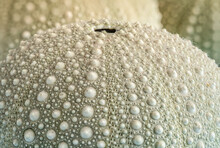 Close-Up Of Green Sea Urchin Shells With Selective Focus