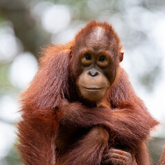 A closeup of an orangutan sitting alone