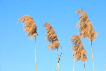 Reed flowers in the blue sky background, North China