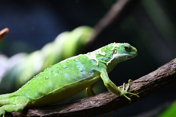 Poster - A closeup shot of a beautiful Iguana in its habitat