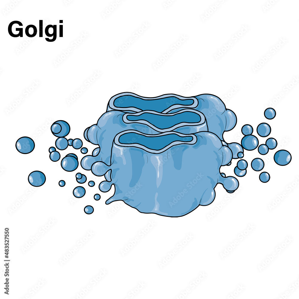 Golgi Apparatus Cross Section, Detailed Vector Illustration of Cellular ...