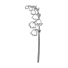 Drawing Flower Of Lily Of Valley Isolated At White Background, Hand Drawn Illustration