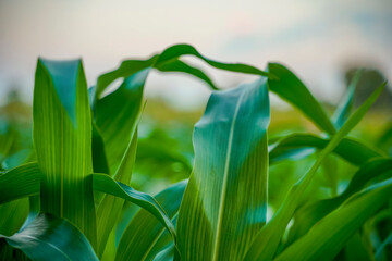 Wall Mural - Green jowar or sorghum agriculture field.