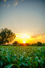 Poster - Green sorghum agriculture field with sky background.