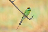 Fototapeta  - animal, asia, avian, background, beak, beautiful, beauty, bee, bee eater, bird, bird watching, birds, birdwatching, blue, branch, closeup, color, colorful, conservation, couple, eater, environment