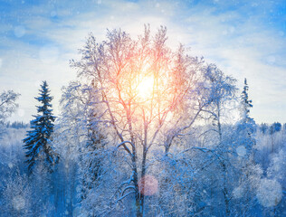Wall Mural - Winter landscape. Frosty forest. Landscape with  frosty crown of birch tree in the rays of the setting sun.
