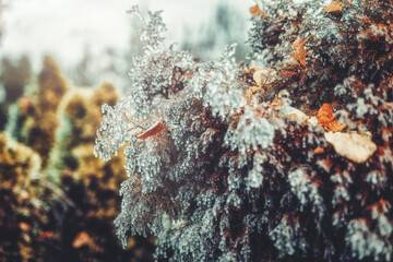 Canvas Print - Plant covered in frozen rain. Winter landscape.