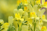 Fototapeta Tulipany - 優しい黄色い花
