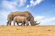 White rhinoceros or square-lipped rhinoceros, Ceratotherium simum, mother and calf walking side by side, Ol Pejeta Conservancy, Kenya, East Africa