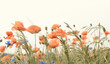 poppy flowers in field