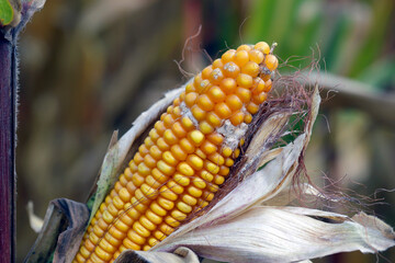 Fusarium ear rot symptoms on kernels. A serious disease of maize caused by a fungus Fusarium. F. verticillioides. Causes significant grain yield losses.