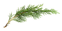 Green Thuja Twig Isolated