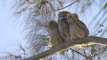 Great Horned Owl Family Perched On Australian Pine Tree Branch