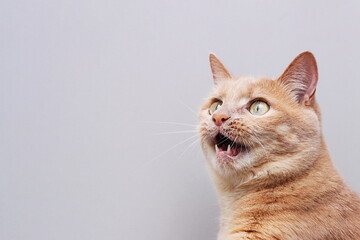 Red cat with an open mouth . Gray background.