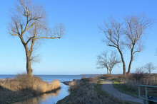 Creek Mouth Flowing Between Bare Trees Into The Baltic Sea Against A Blue Sky In Redewisch Near Boltenhagen, Landscape In Northern Germany, Copy Space
