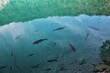 Ryby w turkusowym jeziorze 