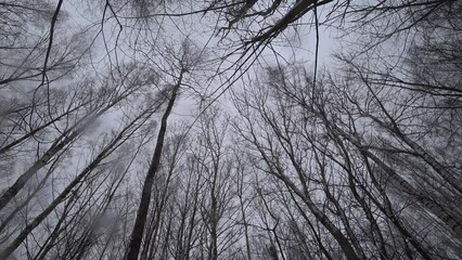Wall Mural - Trees in the winter park. Birch trees in the winter forest. Sunny, January day. Day. Russia. Winter.