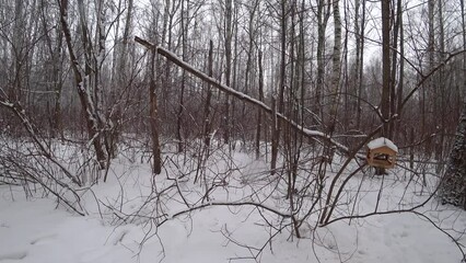 Wall Mural - Trees in the winter park. Birch trees in the winter forest. Sunny, January day. Day. Russia. Winter.