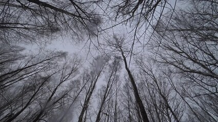 Wall Mural - Trees in the winter park. Birch trees in the winter forest. Sunny, January day. Day. Russia. Winter.