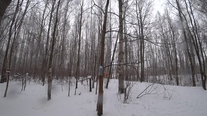 Wall Mural - Trees in the winter park. Birch trees in the winter forest. Sunny, January day. Day. Russia. Winter.