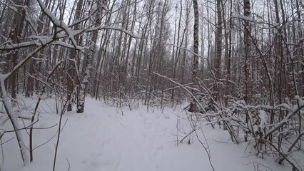 Wall Mural - Trees in the winter park. Birch trees in the winter forest. Sunny, January day. Day. Russia. Winter.
