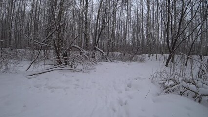 Wall Mural - Trees in the winter park. Birch trees in the winter forest. Sunny, January day. Day. Russia. Winter.